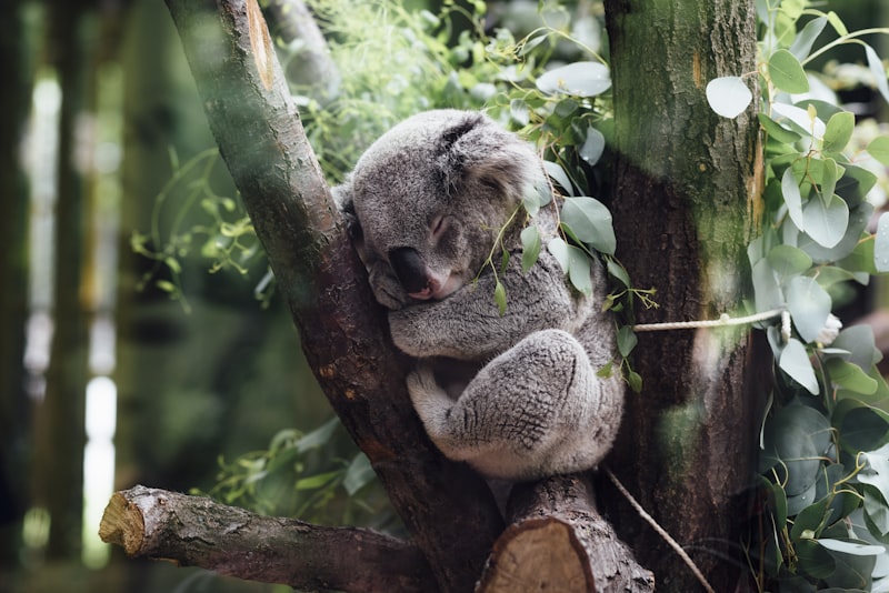 Currumbin Wildlife